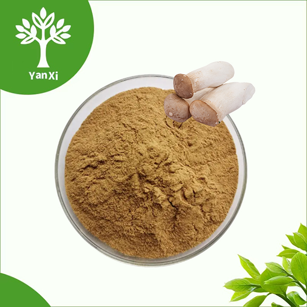 King Oyster Mushroom Extract Powder King Oyster Mushroom Extract Powder